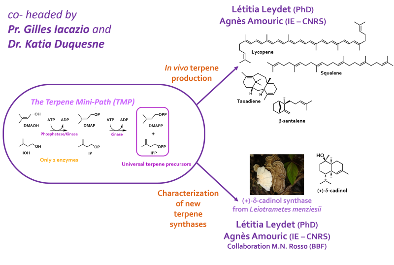 Applications de la mini-voie des terpènes (TMP)